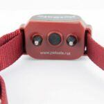 PetSafe Stay & Play Stubborn Dog Additional Collar