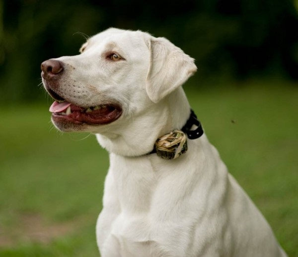 Extra Collar for MR1100