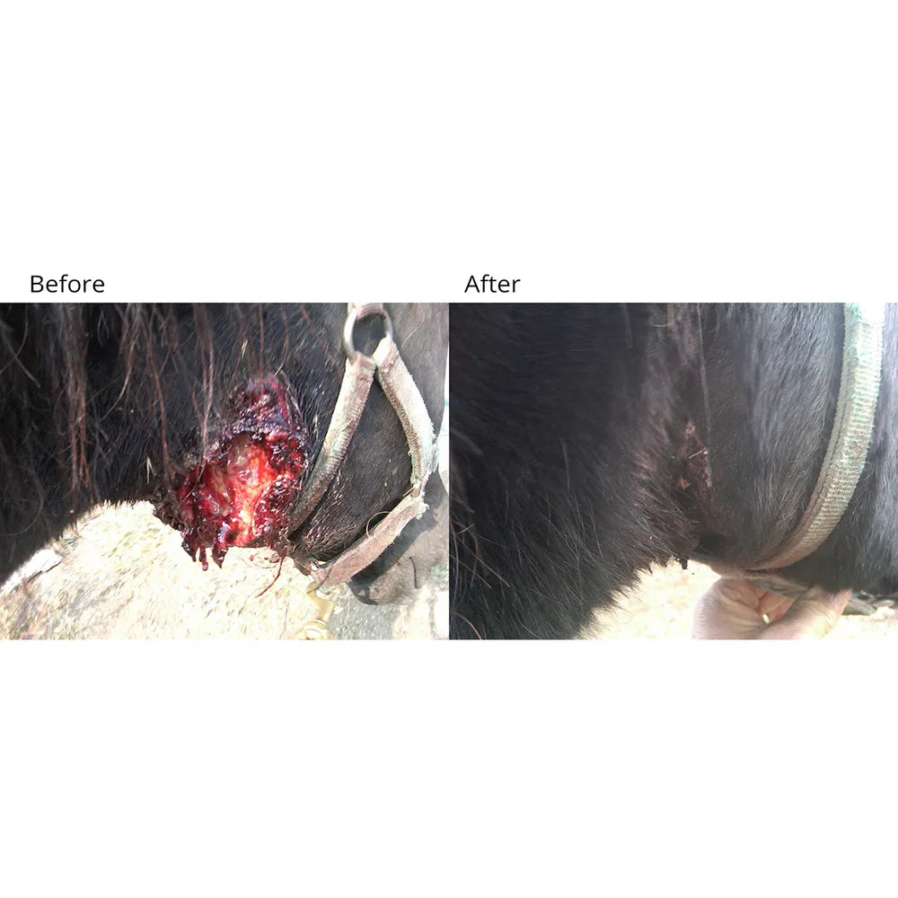 Red-Kote Antiseptic Wound Dressing