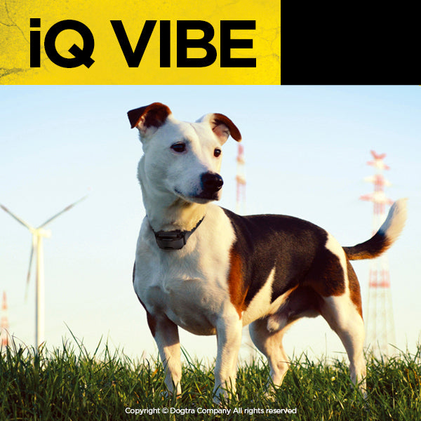 Dogtra iQ Vibe