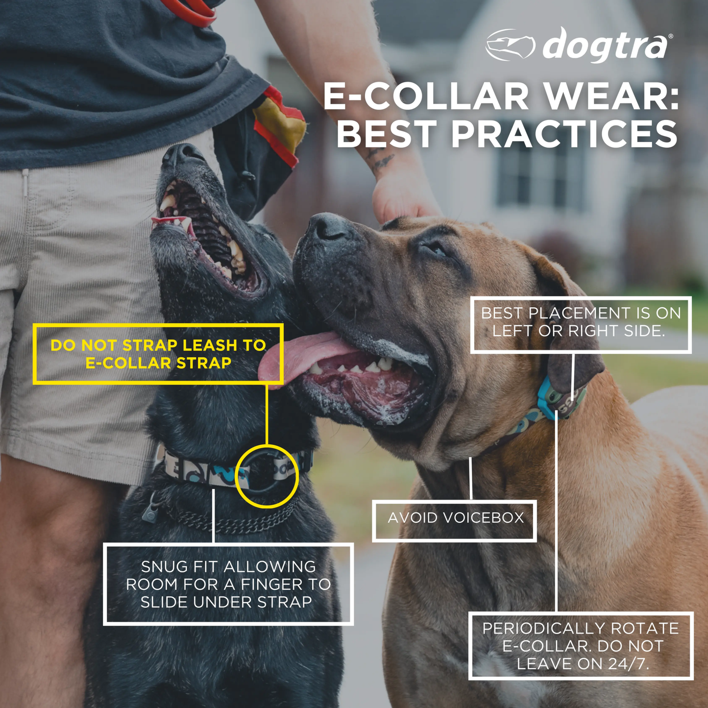 Dogtra EDGE RT Expandable