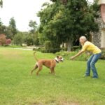 Petsafe Stay & Play Wireless Fence